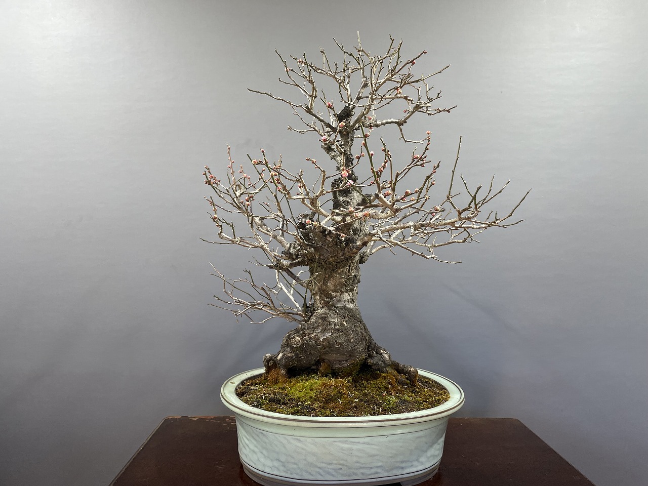 甲州野梅 ※山採り希少品種ピンク花 花芽あり！！ [赤富士園]