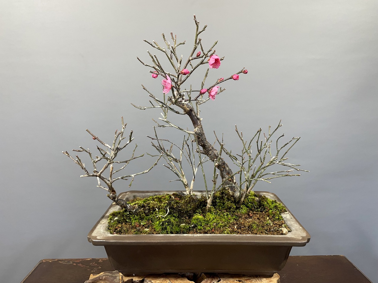 甲州野梅（赤花）※開花しました!! [赤富士園]