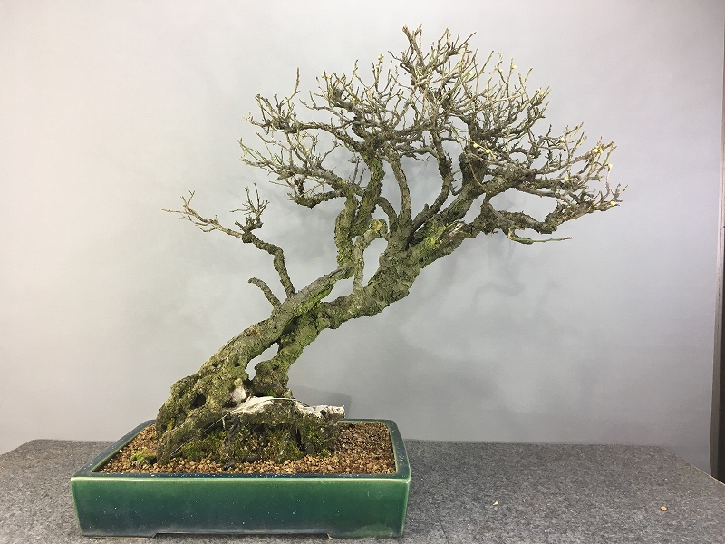 甲州野梅 ※山採り 展示会用 [赤富士園]