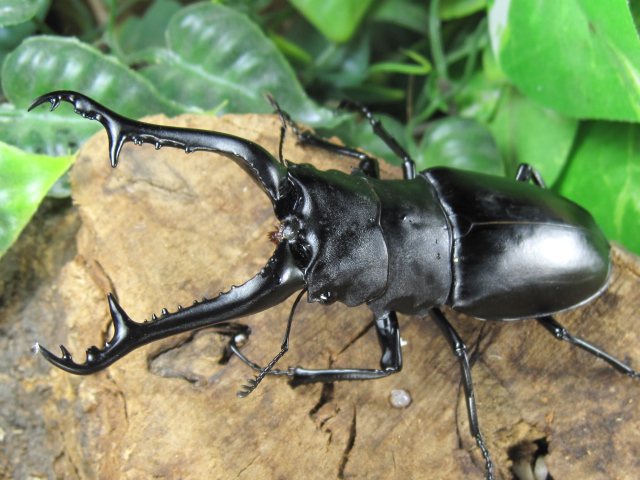 ギラファノコギリクワガタ販売/ロンボクギラファノコギリ販売/アリスト