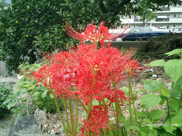 カシオ エクシリム (CASIO EXILIM EX-S1) | Camera Museum by awane