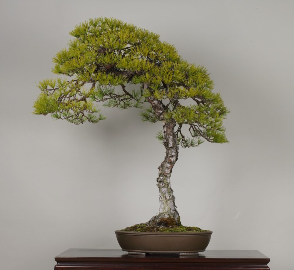 さいたま市大宮盆栽美術館