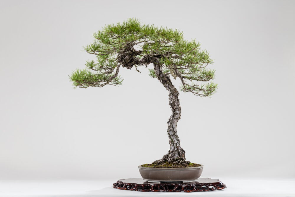 さいたま市大宮盆栽美術館