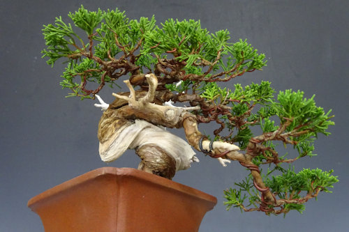 真 柏 【 23 B ― 05 】 - 小品盆栽専門店 湘風園オンラインショップ