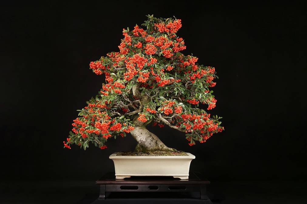 ピラカンサ 約50年 | 雨竹亭オンラインショップ