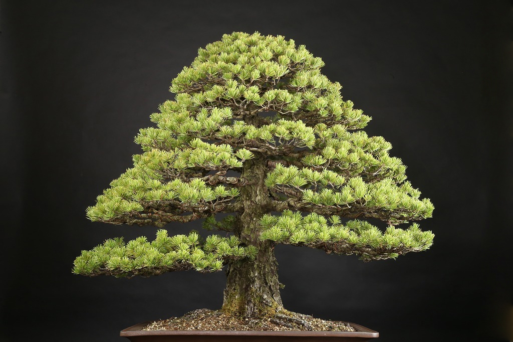 五葉松 約100年 | 雨竹亭オンラインショップ