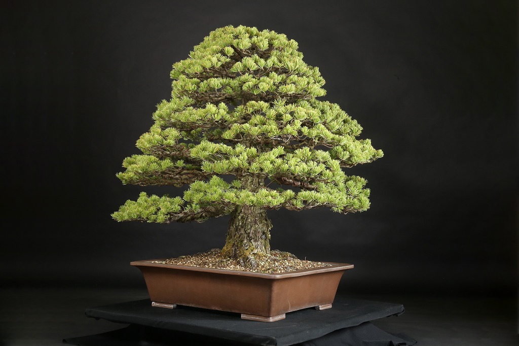 五葉松 約100年 | 雨竹亭オンラインショップ