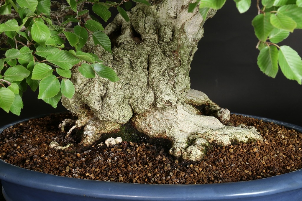 イワシデ 約120年 | 雨竹亭オンラインショップ