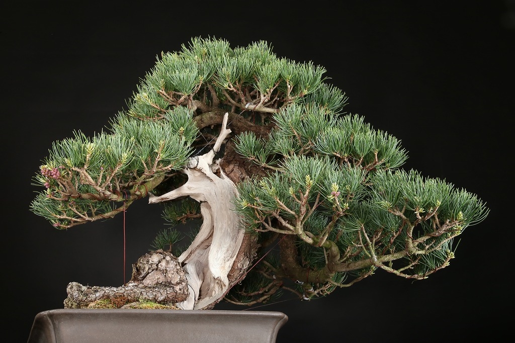 五葉松 約150年 | 雨竹亭オンラインショップ