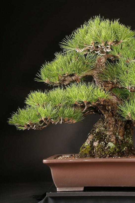 黒松 約80年 | 雨竹亭オンラインショップ