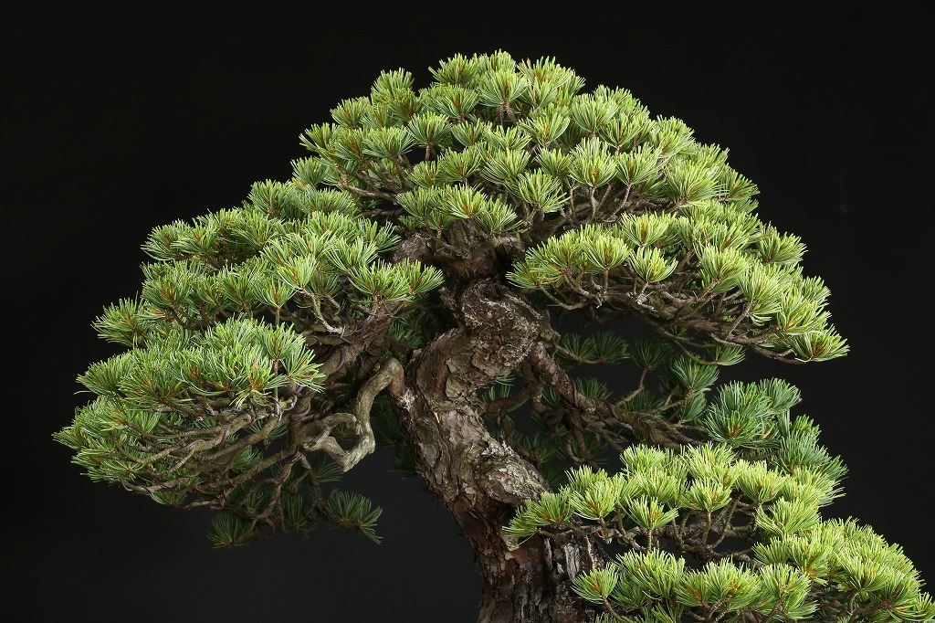 五葉松 約120年 | 雨竹亭オンラインショップ