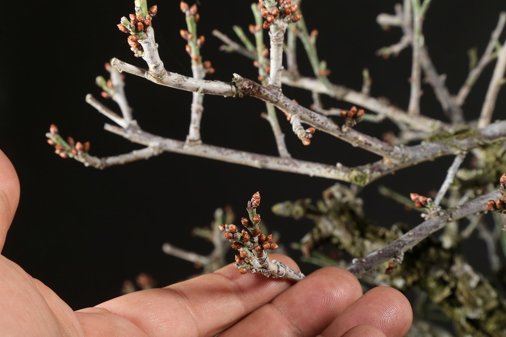 野梅（一重白花）約80年 | 雨竹亭オンラインショップ