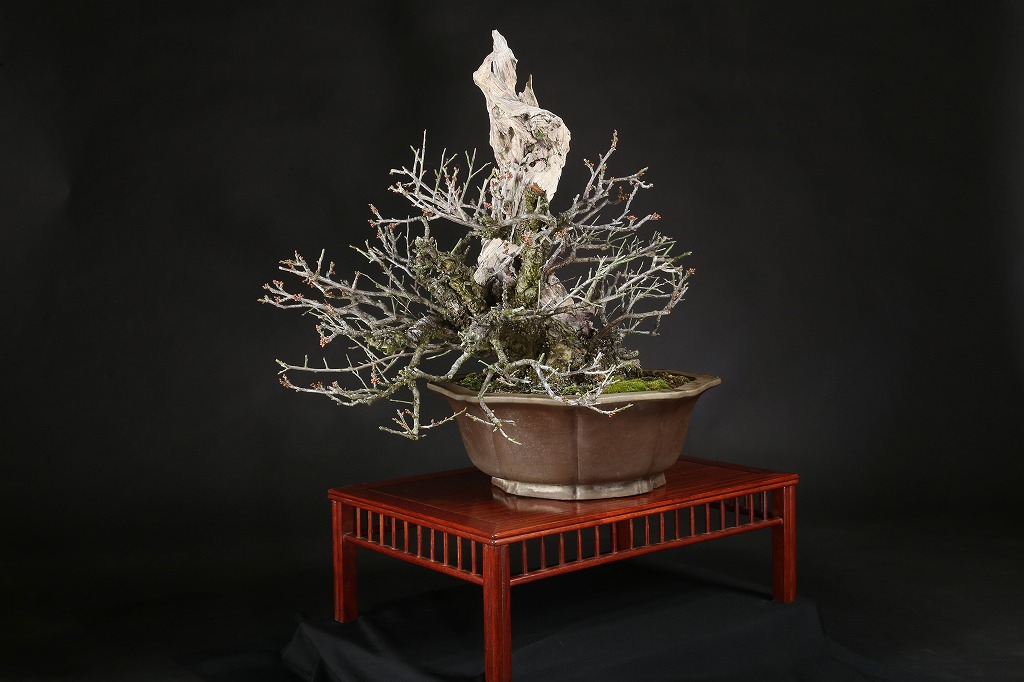 野梅（一重白花）約80年 | 雨竹亭オンラインショップ