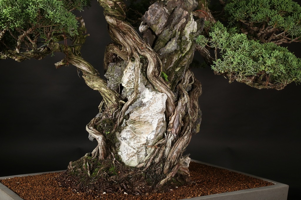 真柏石付 約70年 | 雨竹亭オンラインショップ