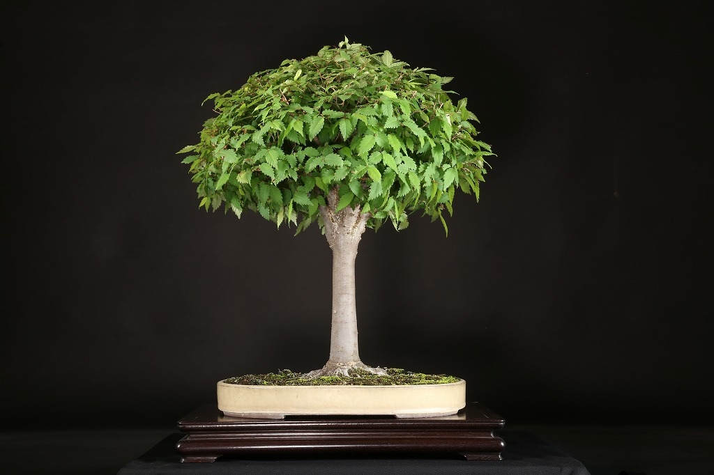 けやき 約50年 | 雨竹亭オンラインショップ