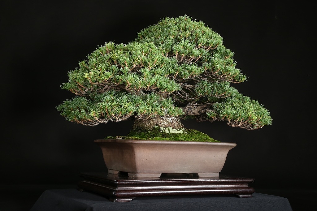 五葉松（瑞祥）約50年 | 雨竹亭オンラインショップ