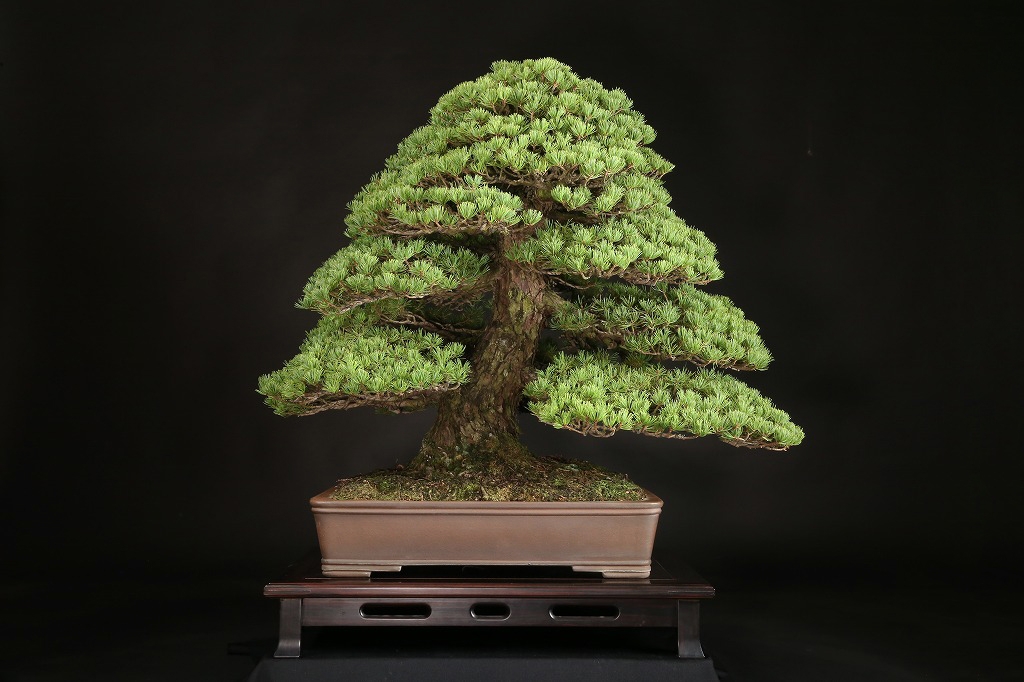 五葉松（八紘）約80年 | 雨竹亭オンラインショップ