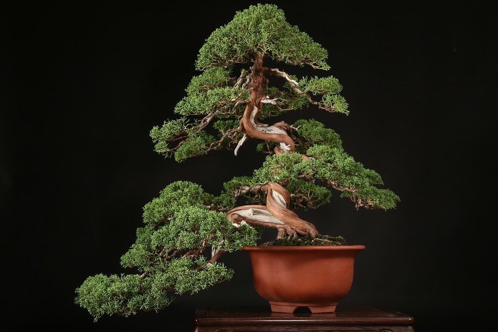 糸魚川真柏 約70年 | 雨竹亭オンラインショップ