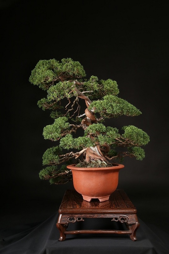 糸魚川真柏 約70年 | 雨竹亭オンラインショップ