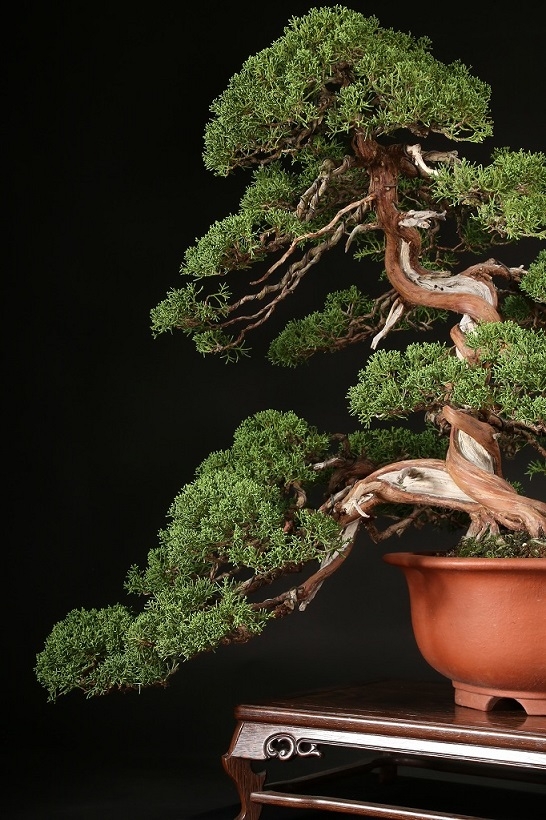 糸魚川真柏 約70年 | 雨竹亭オンラインショップ