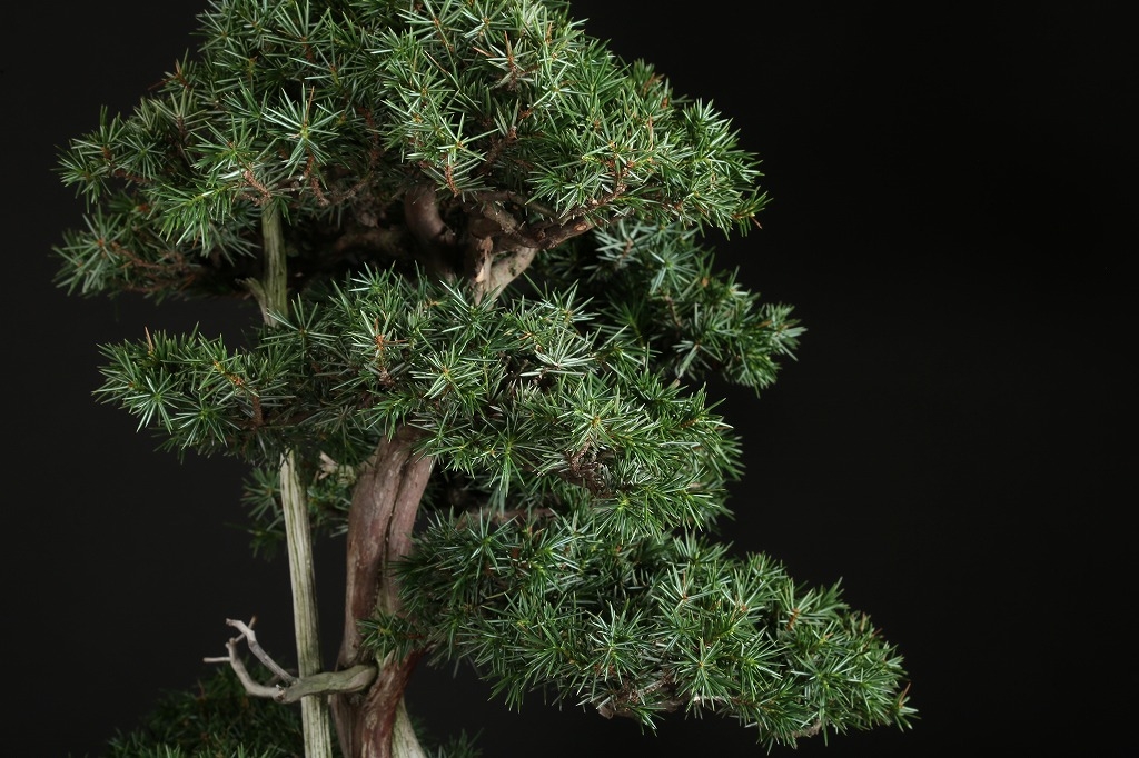 杜松 約80年 | 雨竹亭オンラインショップ