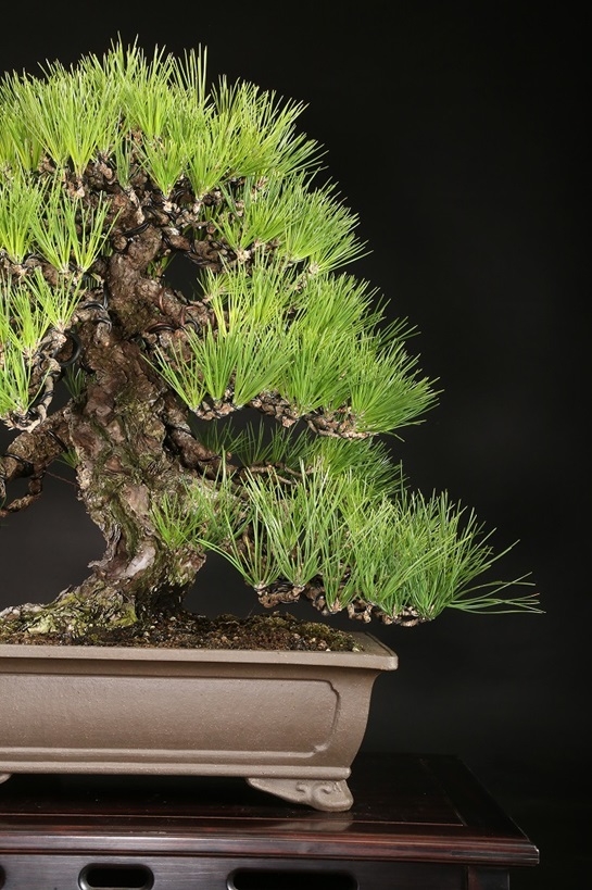 三河黒松 約80年 | 雨竹亭オンラインショップ