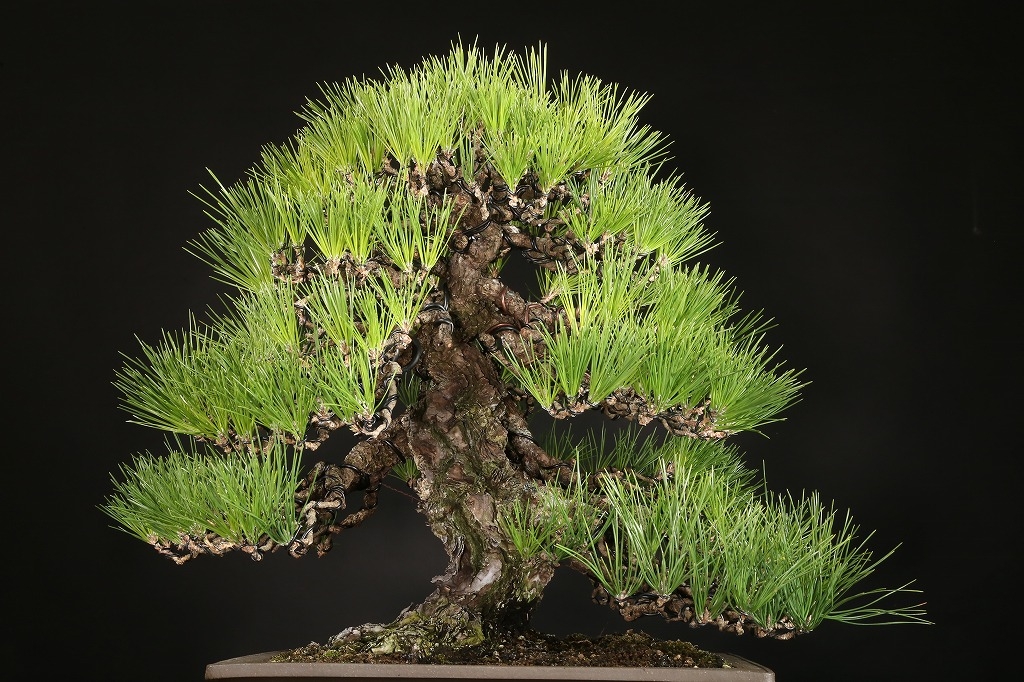 三河黒松 約80年 | 雨竹亭オンラインショップ