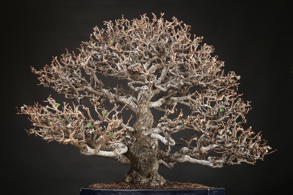 寒グミ 約80年 | 雨竹亭オンラインショップ