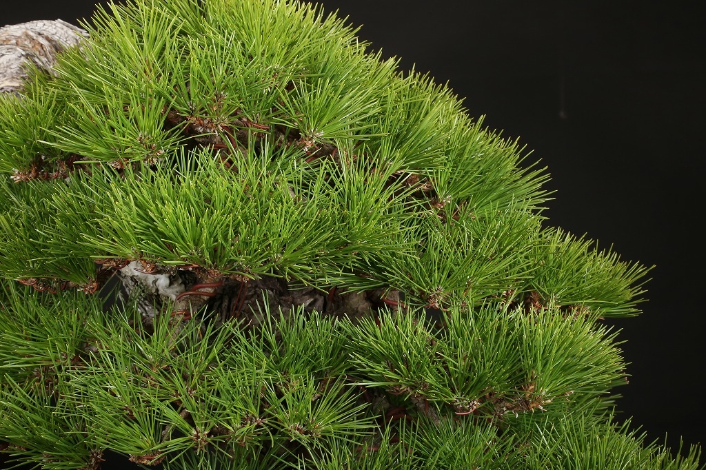 黒松 約150年 | 雨竹亭オンラインショップ