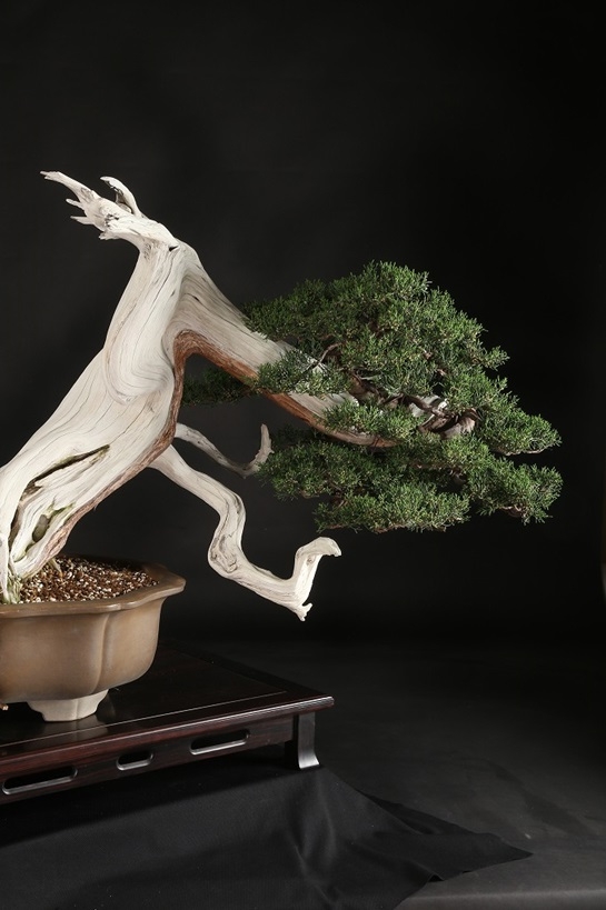 糸魚川真柏 約250年 | 雨竹亭オンラインショップ