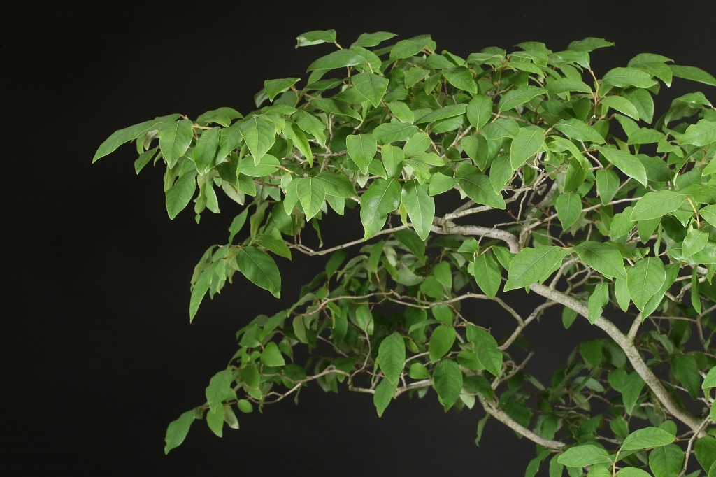 みずたま。山採りシロモジとヤマコウバシ。。。 みずたま様専用。山