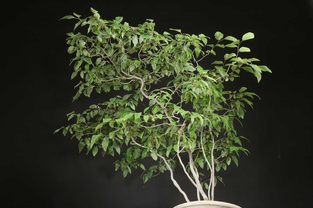 ヤマコウバシ 約25年 | 雨竹亭オンラインショップ