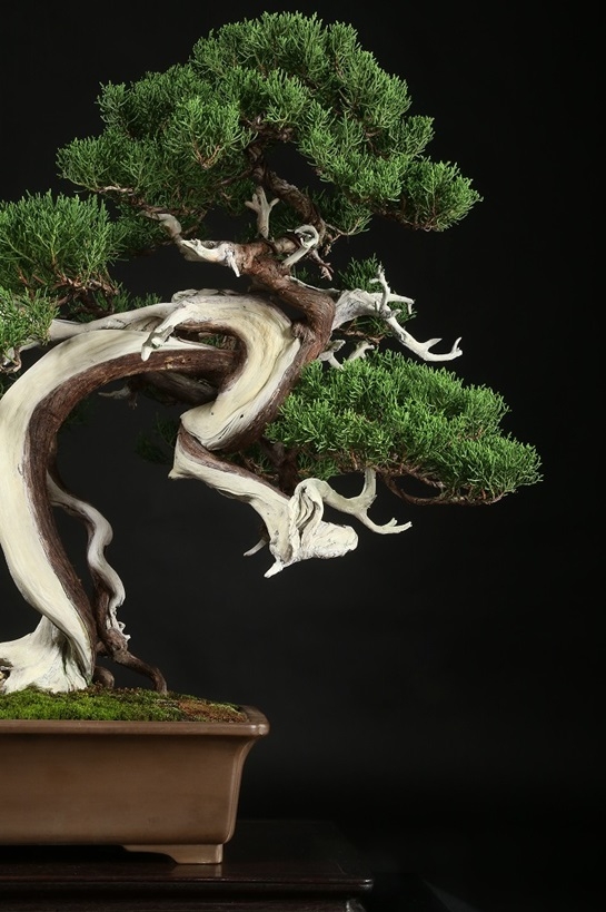 糸魚川真柏 約120年 | 雨竹亭オンラインショップ