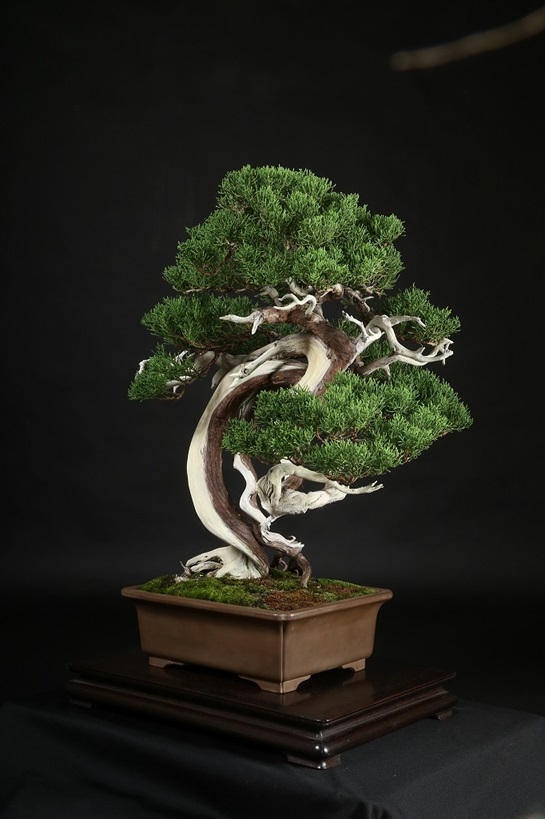 糸魚川真柏 約120年 | 雨竹亭オンラインショップ