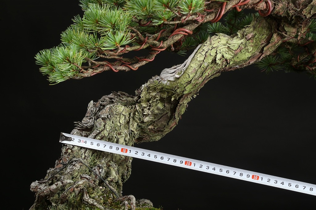 五葉松 約100年 | 雨竹亭オンラインショップ