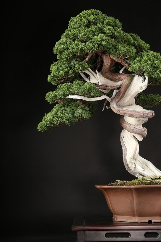 真柏 約200年 | 雨竹亭オンラインショップ