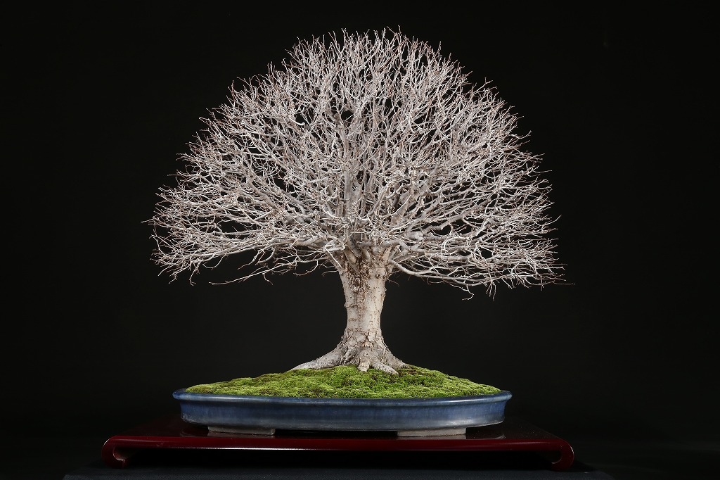 けやき 約70年 | 雨竹亭オンラインショップ