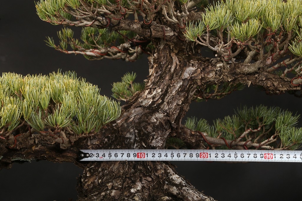 五葉松 約100年 | 雨竹亭オンラインショップ