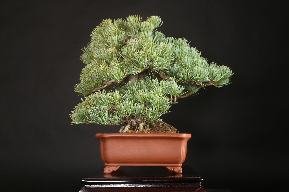 那須五葉松 約60年 | 雨竹亭オンラインショップ