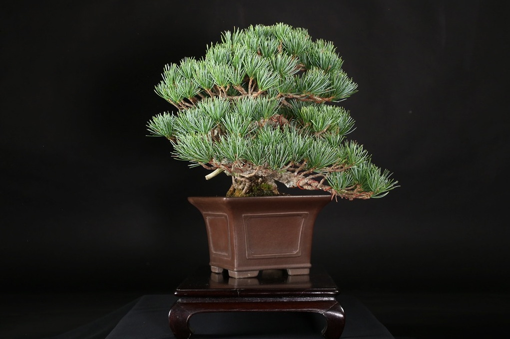 五葉松 約80年 | 雨竹亭オンラインショップ