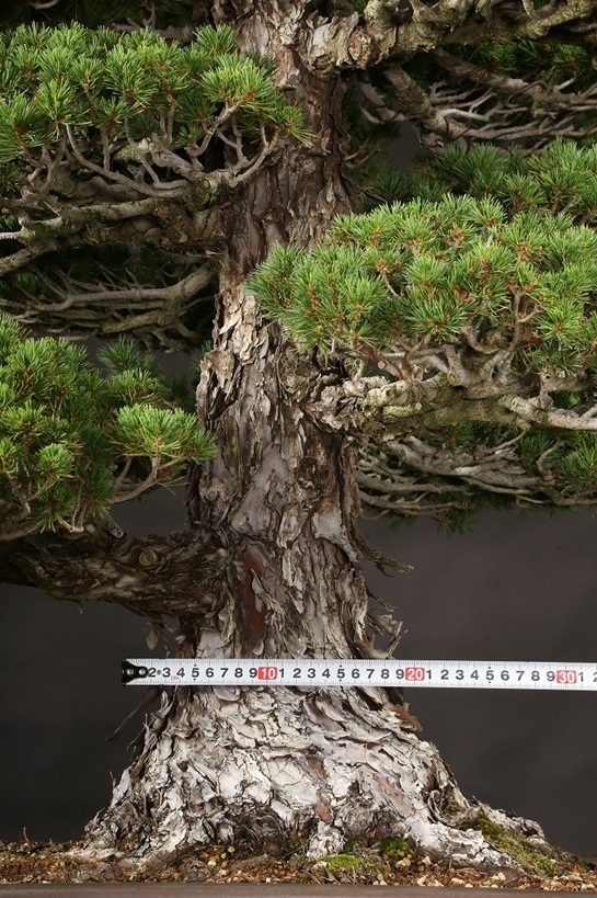 五葉松(瑞祥) 約60年 | 雨竹亭オンラインショップ