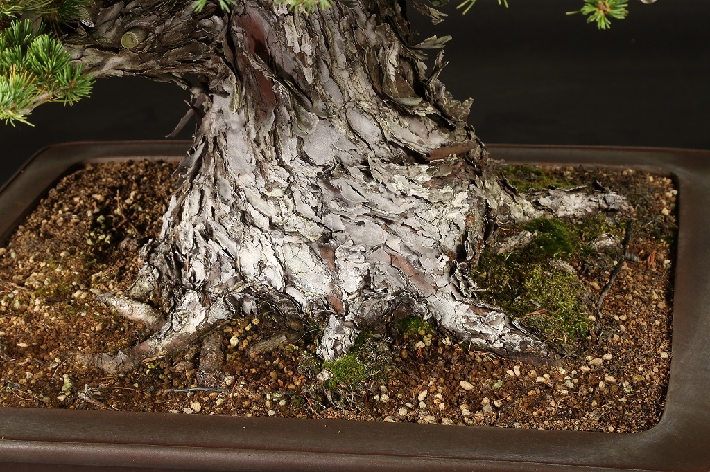 五葉松(瑞祥) 約60年 | 雨竹亭オンラインショップ