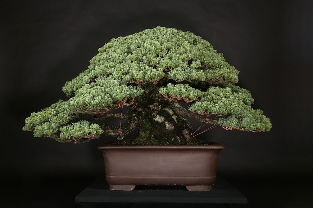 五葉松 約150年 | 雨竹亭オンラインショップ