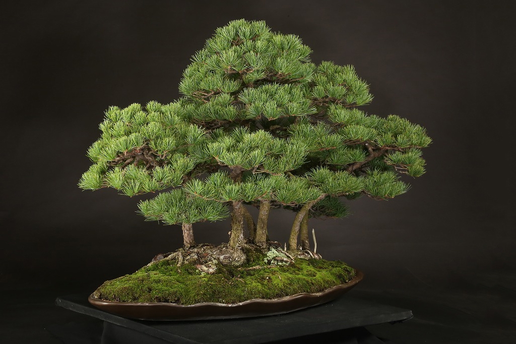 五葉松根連り 約100年 | 雨竹亭オンラインショップ