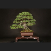 盆栽内の商品一覧 | 雨竹亭オンラインショップ