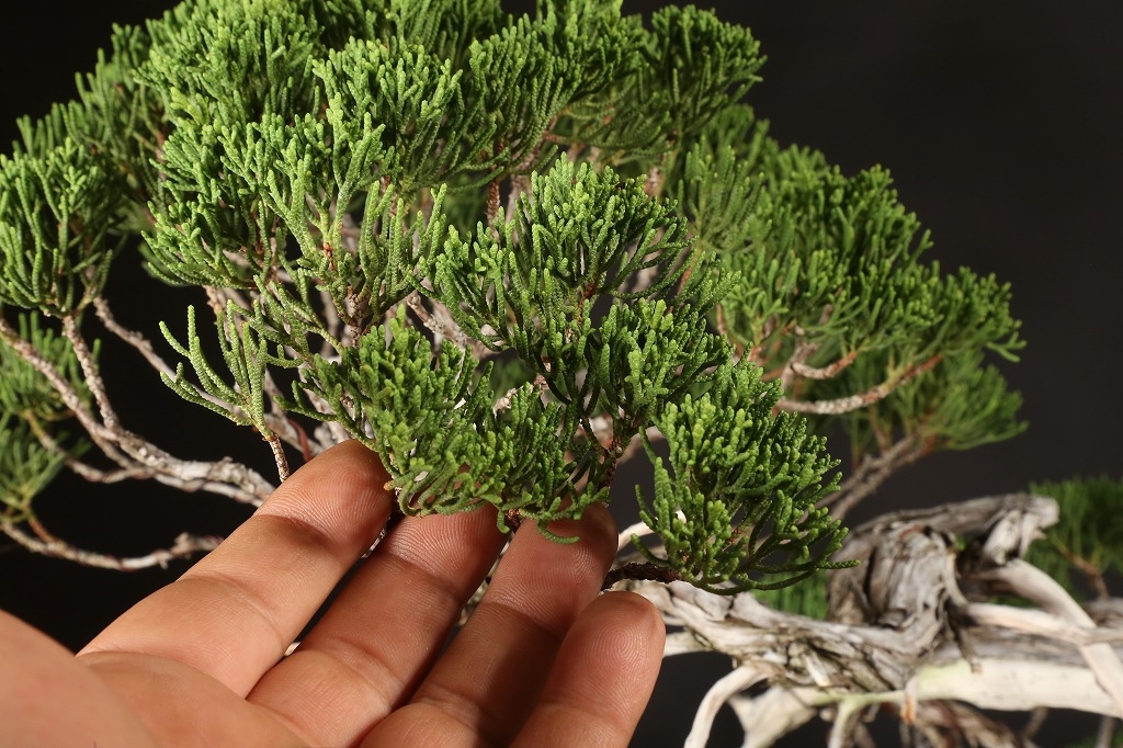 糸魚川真柏 約80年 | 雨竹亭オンラインショップ