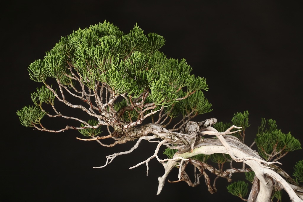 糸魚川真柏 約80年 | 雨竹亭オンラインショップ