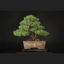 盆栽・水石の通販は雨竹亭オンラインショップ