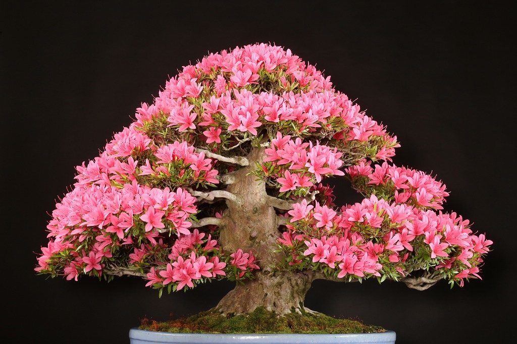 皐月盆栽大盃 皐月盆栽 大 盃 展示会用 (株立ち）