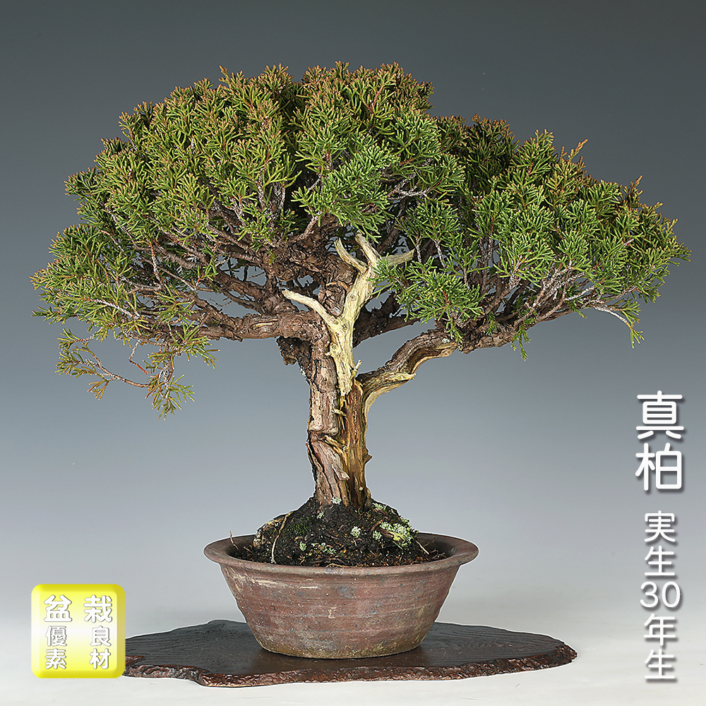 お買い得盆栽 | 盆栽、盆栽書籍、盆栽鉢の通販│近代出版